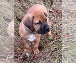 Puppy Yellow Puppy Boerboel