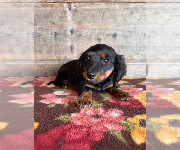 Medium Photo #19 Dachshund Puppy For Sale in VERMONTVILLE, MI, USA