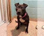 Small #4 Labrador Retriever Mix