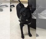 Small Labrador Retriever Mix