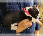 Small #2 Boston Terrier