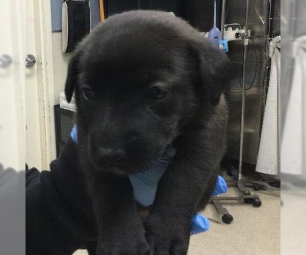 Medium Photo #2 German Shepherd Dog-Saint Bernard Mix Puppy For Sale in Riverside, CA, USA