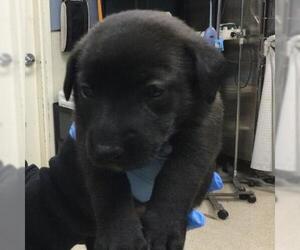 CHUNKY - Female German Shepherd Dog-Saint Bernard Mix Dog for Adoption - Photo #2