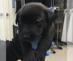 Small #1 German Shepherd Dog-Saint Bernard Mix