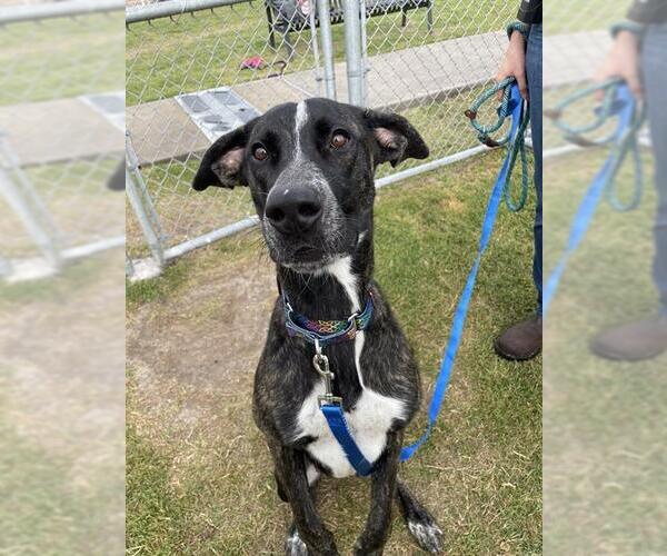 Medium Photo #1 Plott Hound-Unknown Mix Puppy For Sale in Corpus Christi, TX, USA