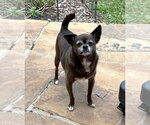 Small #4 Chihuahua