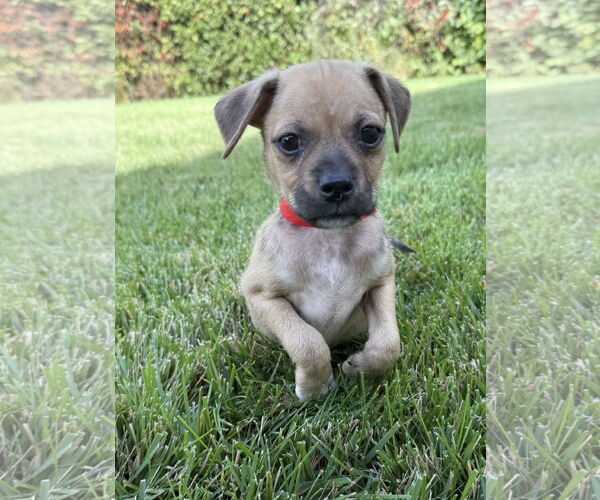Medium Photo #1 Mutt Puppy For Sale in Davis, CA, USA