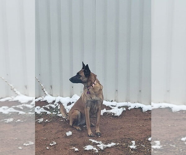 Medium Photo #3 Mutt Puppy For Sale in Imlay City, MI, USA