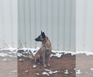 Roxanne located in New Mexico (aka Roxie) - Female Mutt Dog for Adoption - Photo #3