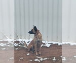 Small Photo #3 Mutt Puppy For Sale in Imlay City, MI, USA