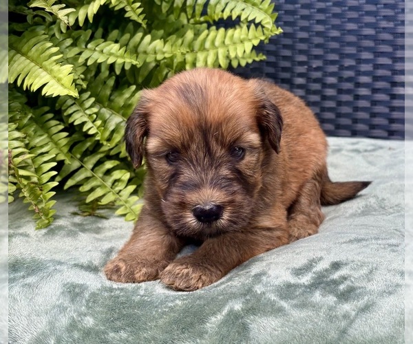 Medium Photo #2 Whoodle Puppy For Sale in DOSS, MO, USA