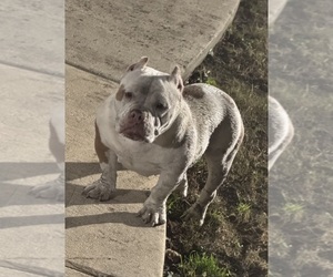 Mother of the American Bully puppies born on 01/22/2026