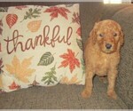 Small Photo #7 Goldendoodle Puppy For Sale in LINCOLN, AL, USA