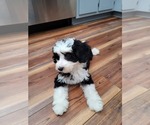 Small #1 Miniature Bernedoodle