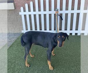 Doberman Pinscher Dogs for adoption in Modesto, CA, USA