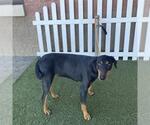 A615465 - Female Doberman Pinscher Dog for Adoption - Small photo