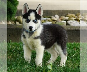 Siberian Husky Puppy for sale in FREDERICKSBG, OH, USA