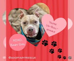 Small Photo #16 American Pit Bull Terrier-Unknown Mix Puppy For Sale in Germantown, OH, USA