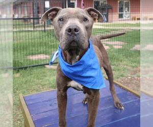 American Staffordshire Terrier-Unknown Mix Dogs for adoption in San Antonio, TX, USA