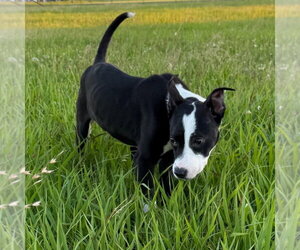 Josh - Male Boston Terrier-Unknown Mix Dog for Adoption - Photo #8