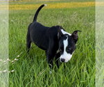 Small #7 Boston Terrier Mix