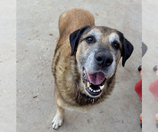 Medium Photo #11 Anatolian Shepherd-Unknown Mix Puppy For Sale in Houston, TX, USA