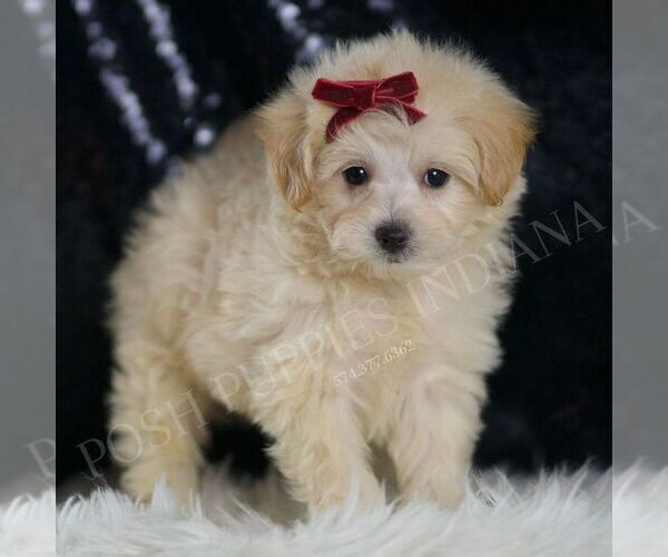 Medium Photo #3 Maltipoo Puppy For Sale in WARSAW, IN, USA