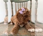 Small Photo #3 Goldendoodle Puppy For Sale in LOUISVILLE, KY, USA