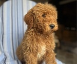 Small Photo #7 Goldendoodle (Miniature) Puppy For Sale in SAN FERNANDO, CA, USA