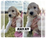 Puppy Black Goldendoodle