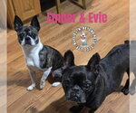 Small #1 French Bulldog