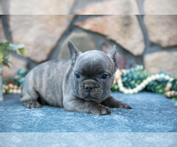 Medium Photo #2 French Bulldog Puppy For Sale in MILLERSBURG, OH, USA