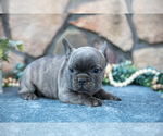 Small #1 French Bulldog