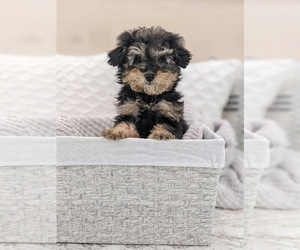 Poodle (Toy) Puppy for sale in NORTH LAWRENCE, OH, USA