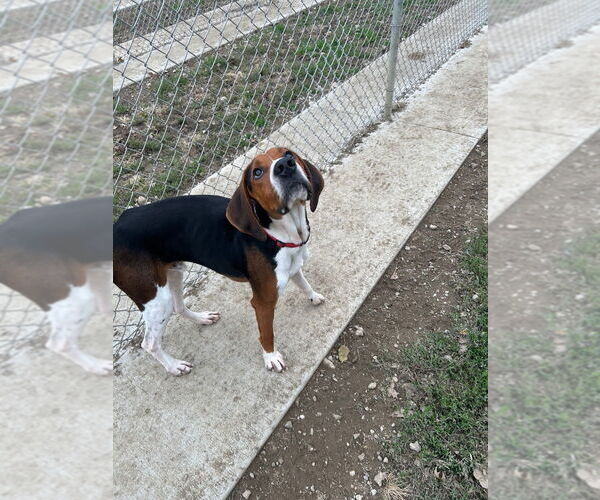 Medium Photo #4 Mutt Puppy For Sale in Pierceton , IN, USA