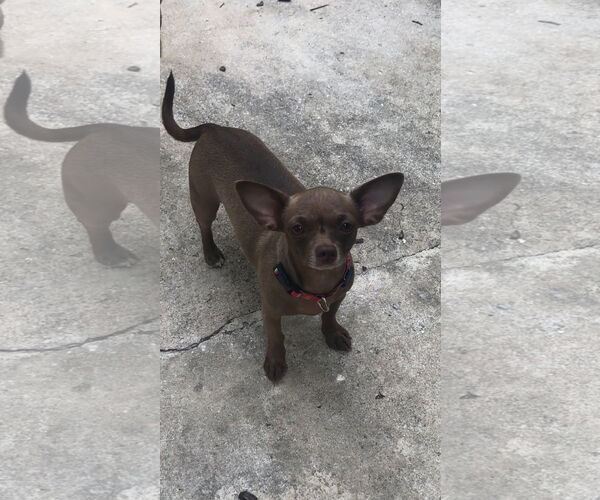 Medium Photo #1 Chiweenie Puppy For Sale in Bandera, TX, USA