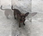 Small Photo #1 Chiweenie Puppy For Sale in Bandera, TX, USA