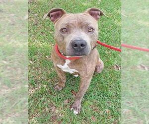 American Staffordshire Terrier Dogs for adoption in Fort Lauderdale, FL, USA