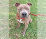 Small American Staffordshire Terrier