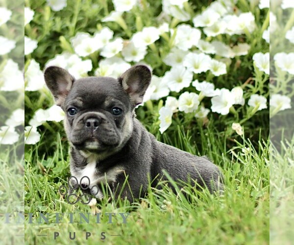 Medium Photo #3 French Bulldog Puppy For Sale in RONKS, PA, USA