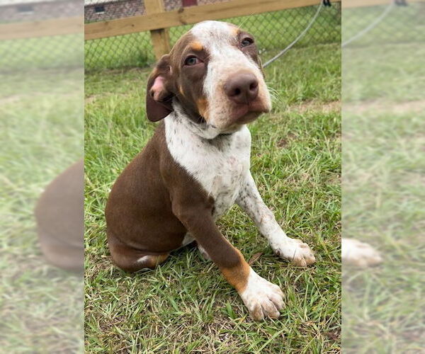 Medium Photo #8 Pointer-Unknown Mix Puppy For Sale in Tarrytown, GA, USA