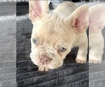 Small #3 French Bulldog