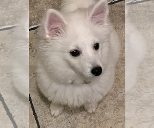 American Eskimo Dog Puppy for sale in BROWN DEER, WI, USA