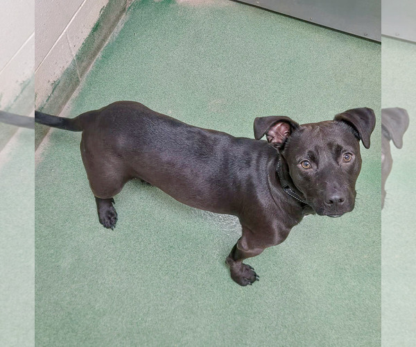 Medium Photo #5 Cheagle Puppy For Sale in Huntley, IL, USA