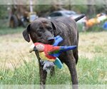 Small #2 Plott Hound Mix