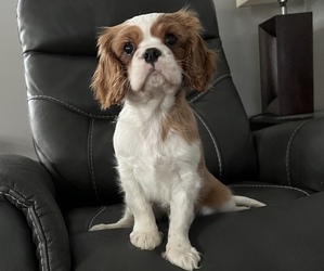 Cavalier King Charles Spaniel Puppy for sale in FALL RIVER, MA, USA