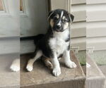 Small #2 Huskies  Mix