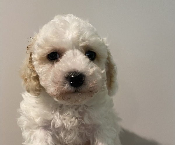 Medium Photo #9 Maltipoo Puppy For Sale in JASPER, GA, USA