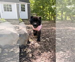Small #6 Chow Chow