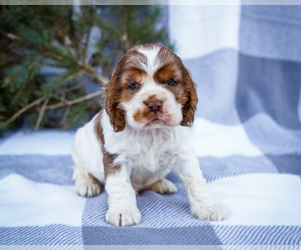 Medium Photo #5 Cocker Spaniel Puppy For Sale in WAKARUSA, IN, USA